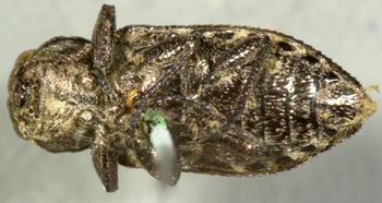 Media type: image;   Entomology 2701 Aspect: habitus ventral view